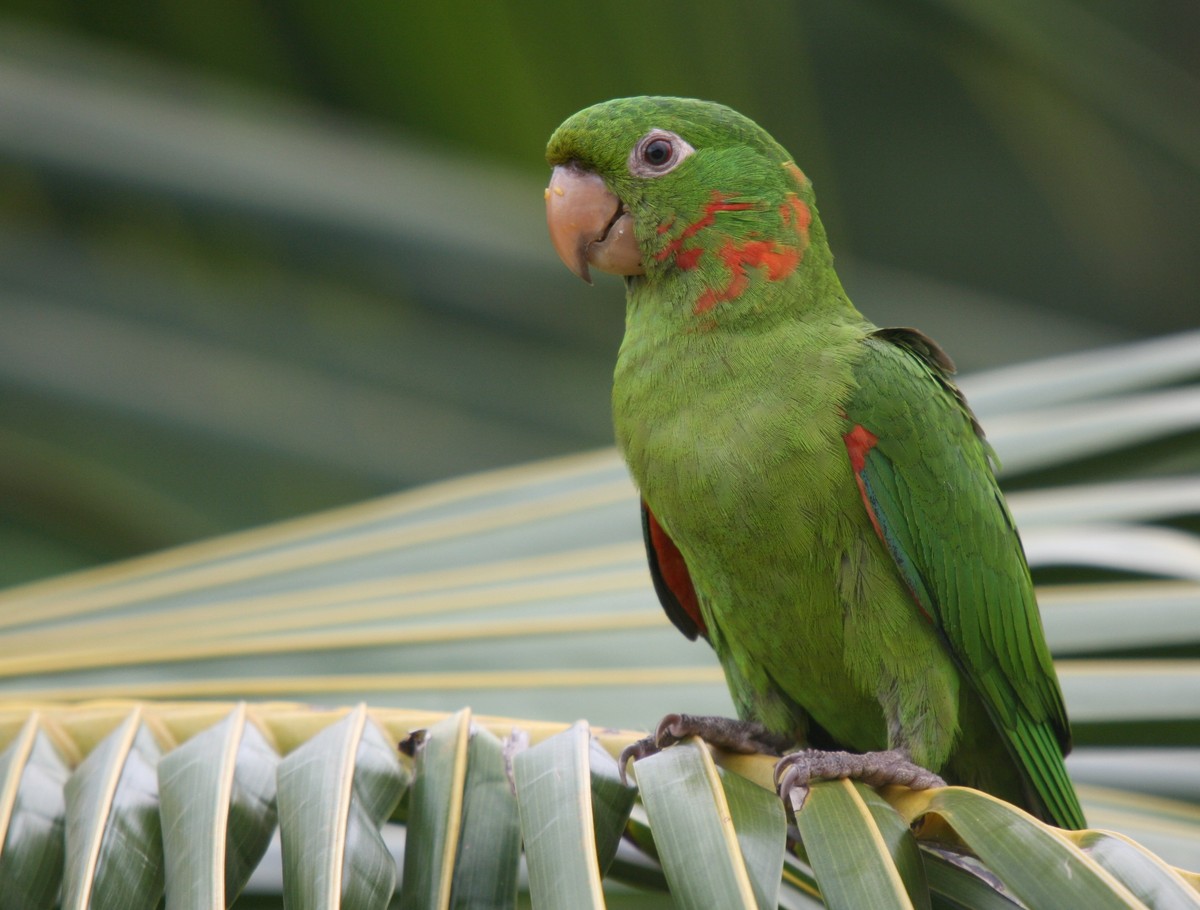 Aratinga bielooká - Aratinga leucophthalmus